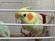 My cockatiel (will turn 4) has a lot of dead skin on his beak and it wont go away. Its always there. What can i do?