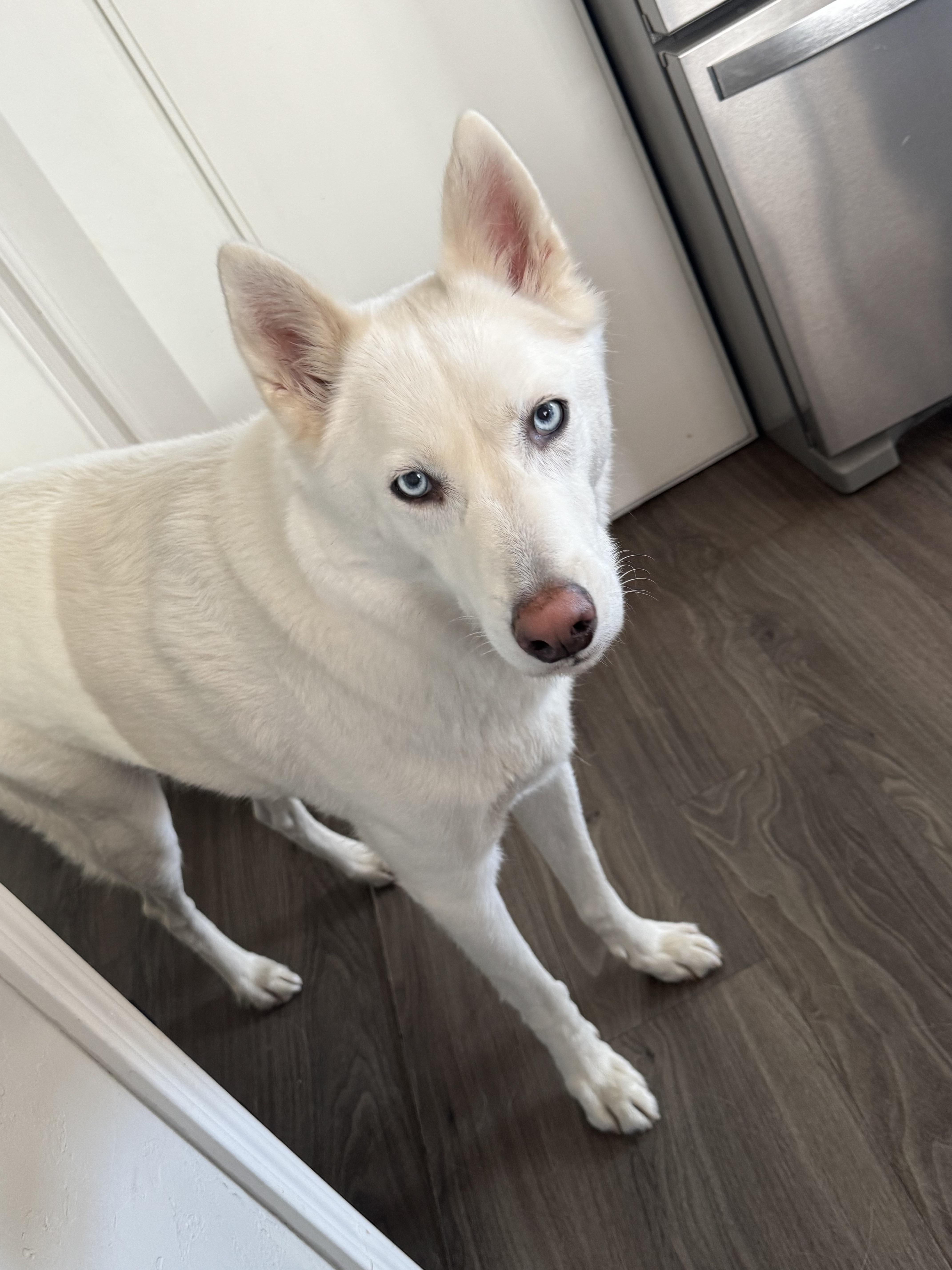 husky