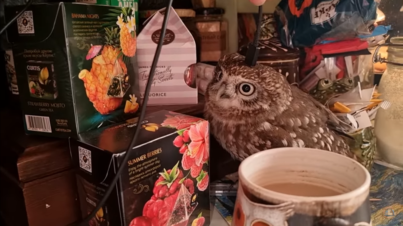 Owl is on low battery. Recharge needed