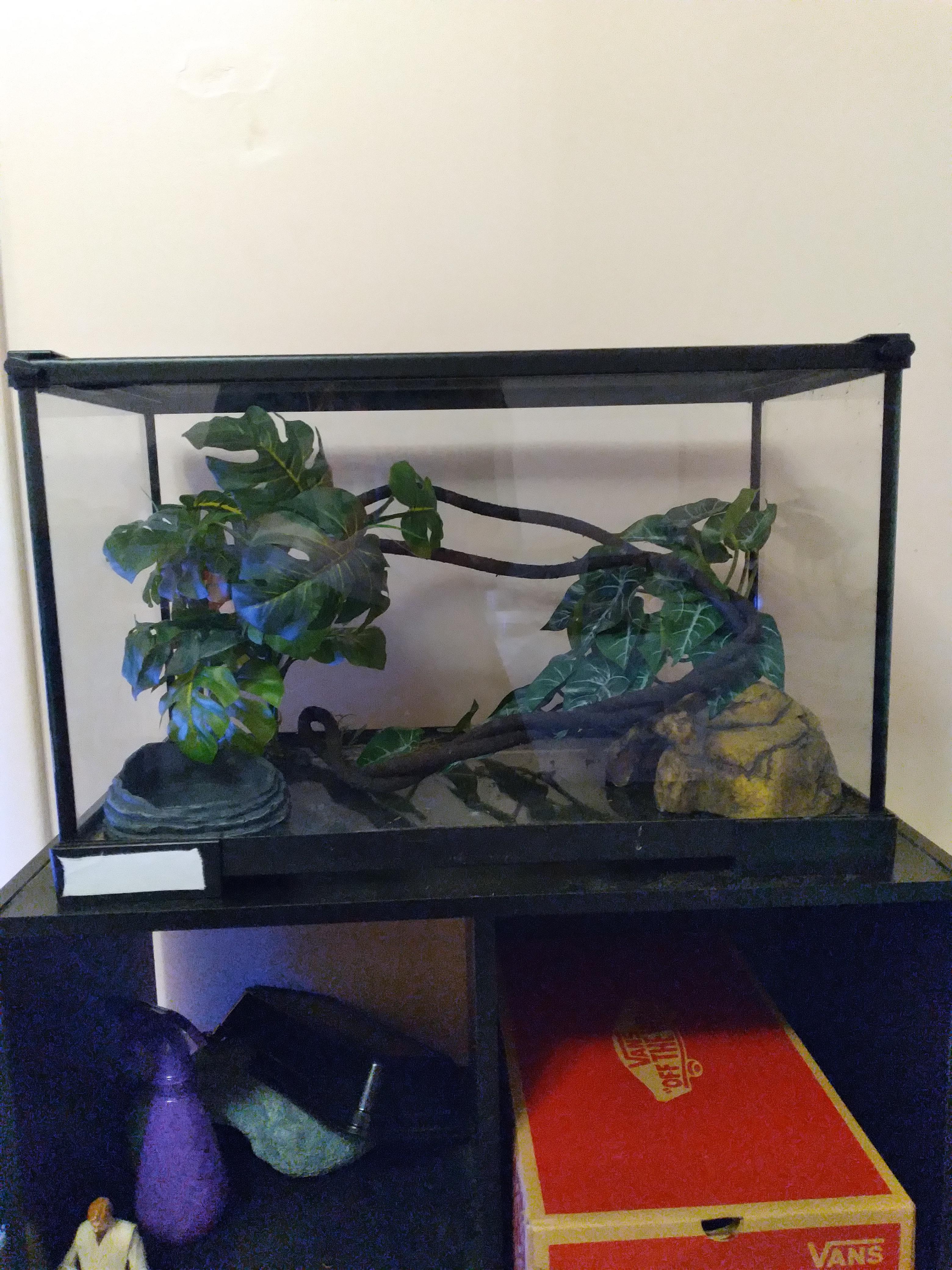 Baby Spotted Python Setup Mockup, Without The Substrate. | Scrolller