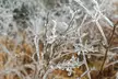 Freezing rain. TN [OS][OC]