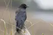 American Crow, Oregon coast