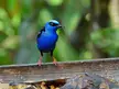 A stunning male Red-Legged Honeycreeper 