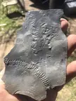 Lots of different trace fossils on this one. From the Fayetteville Shale area in Arkansas. There are others on the flip side as well.
