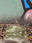 Help identifying bird in Atlanta Georgia