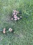 what type of mushroom are these?