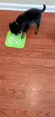 I put whipped cream on their lick pads.