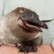 The Platypus feels like a leaked alpha of the animal it was supposed to be