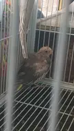 HOW DO I STOP MY COCKETIELS FROM PLUCKING THEIR BABY CHICK??