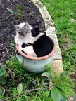 How To Grow A Cat Plant