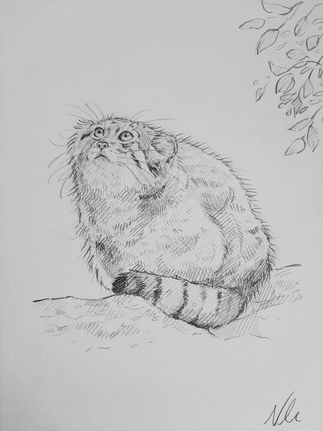 Pallas cat, by me, pencil, 2023