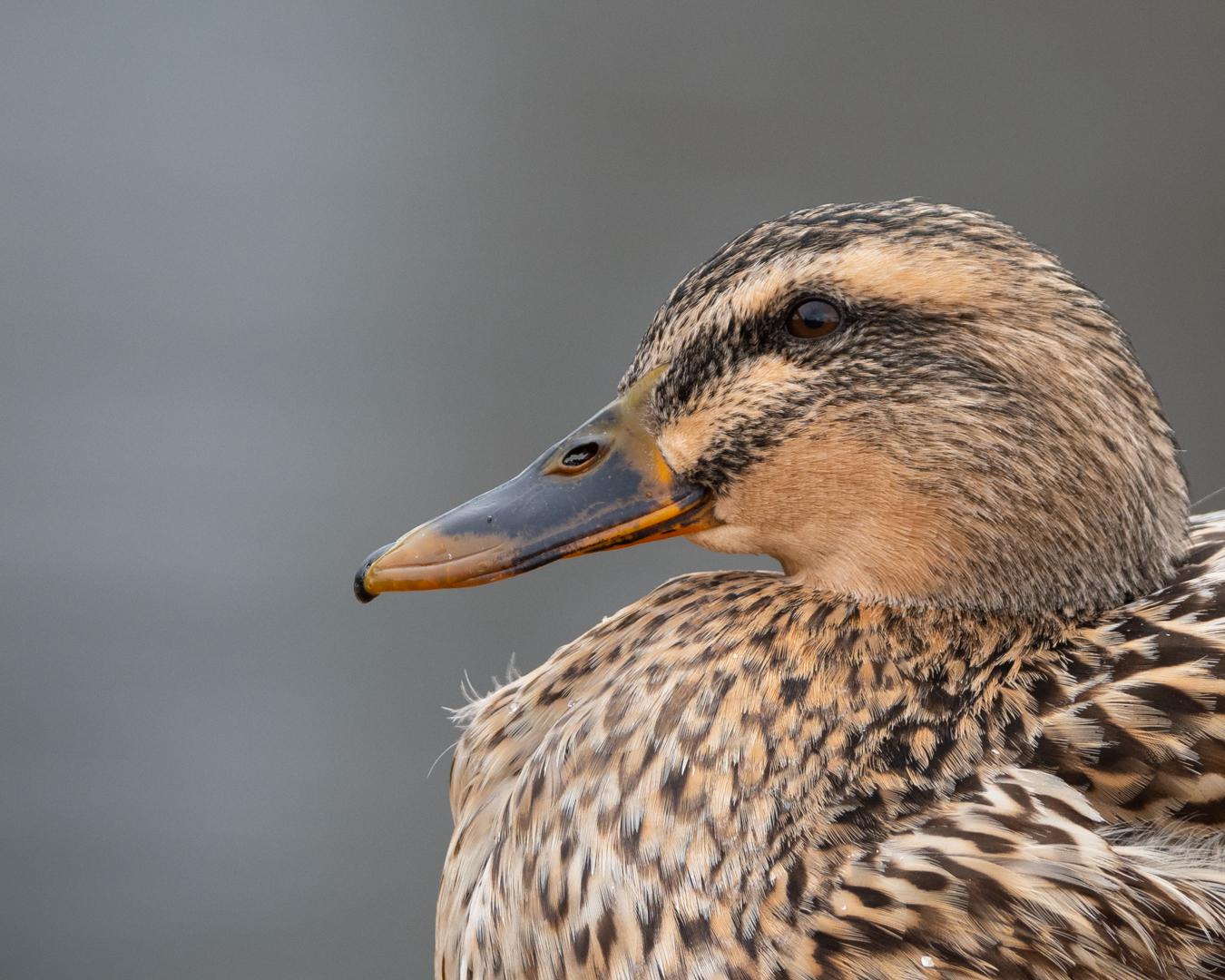 Here's a headshot of a Mallard Hen I took.