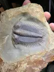 Finished the preparation of a Damesella trilobite. Album in comments