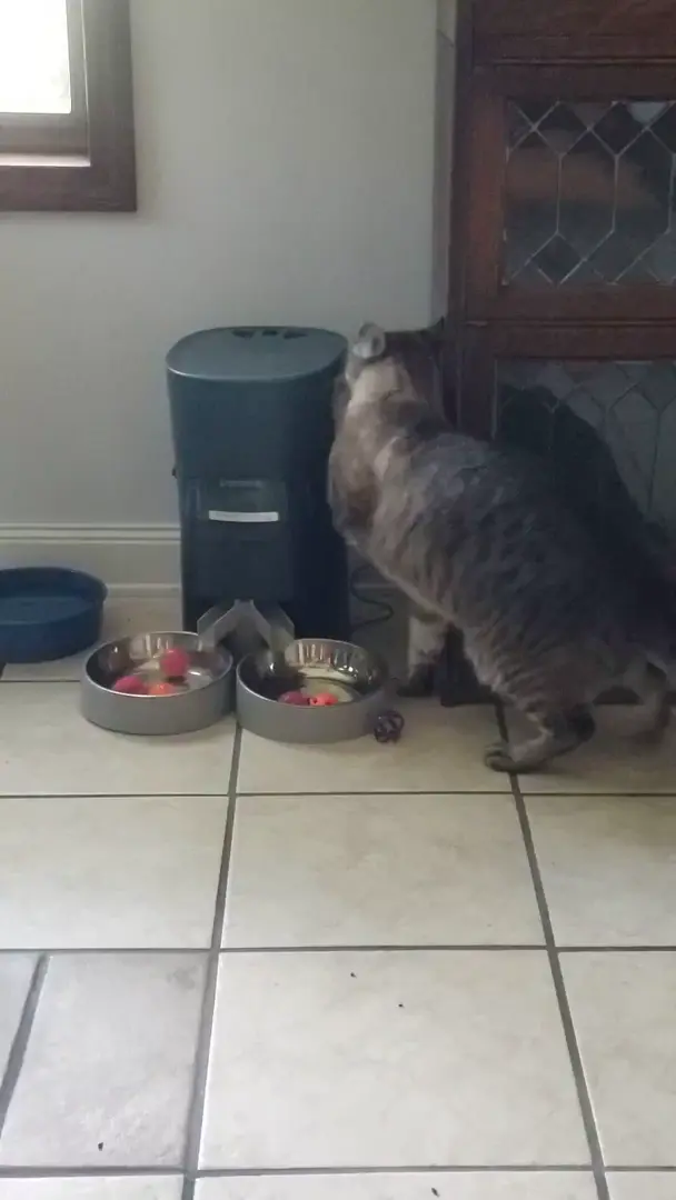 Feed me magic kibble machine!