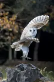 Beautiful Owl.