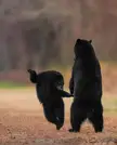 Look at me dancing mom! A playful black bear cub appears to be dancing in front of its mother.