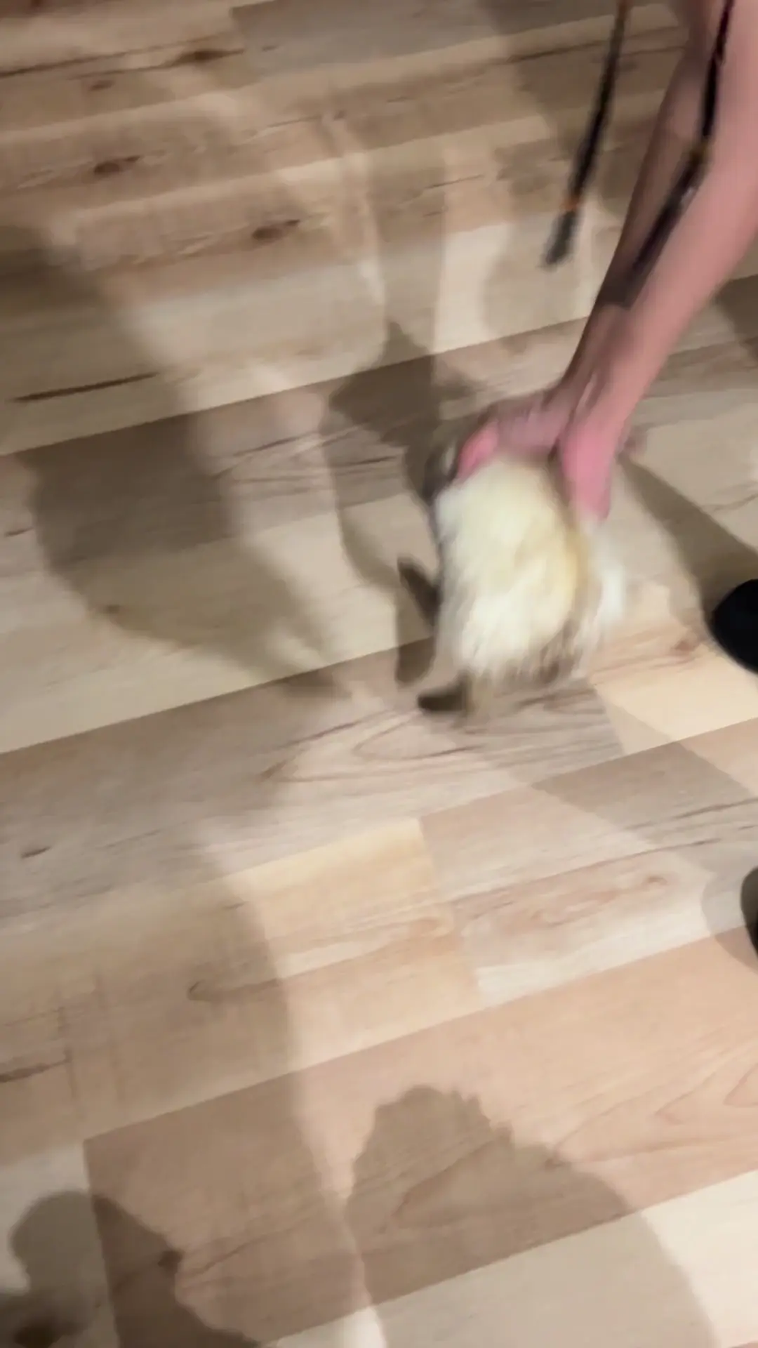 Ferret Dragging Back Legs