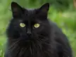 Beautiful black cat wants you to pet