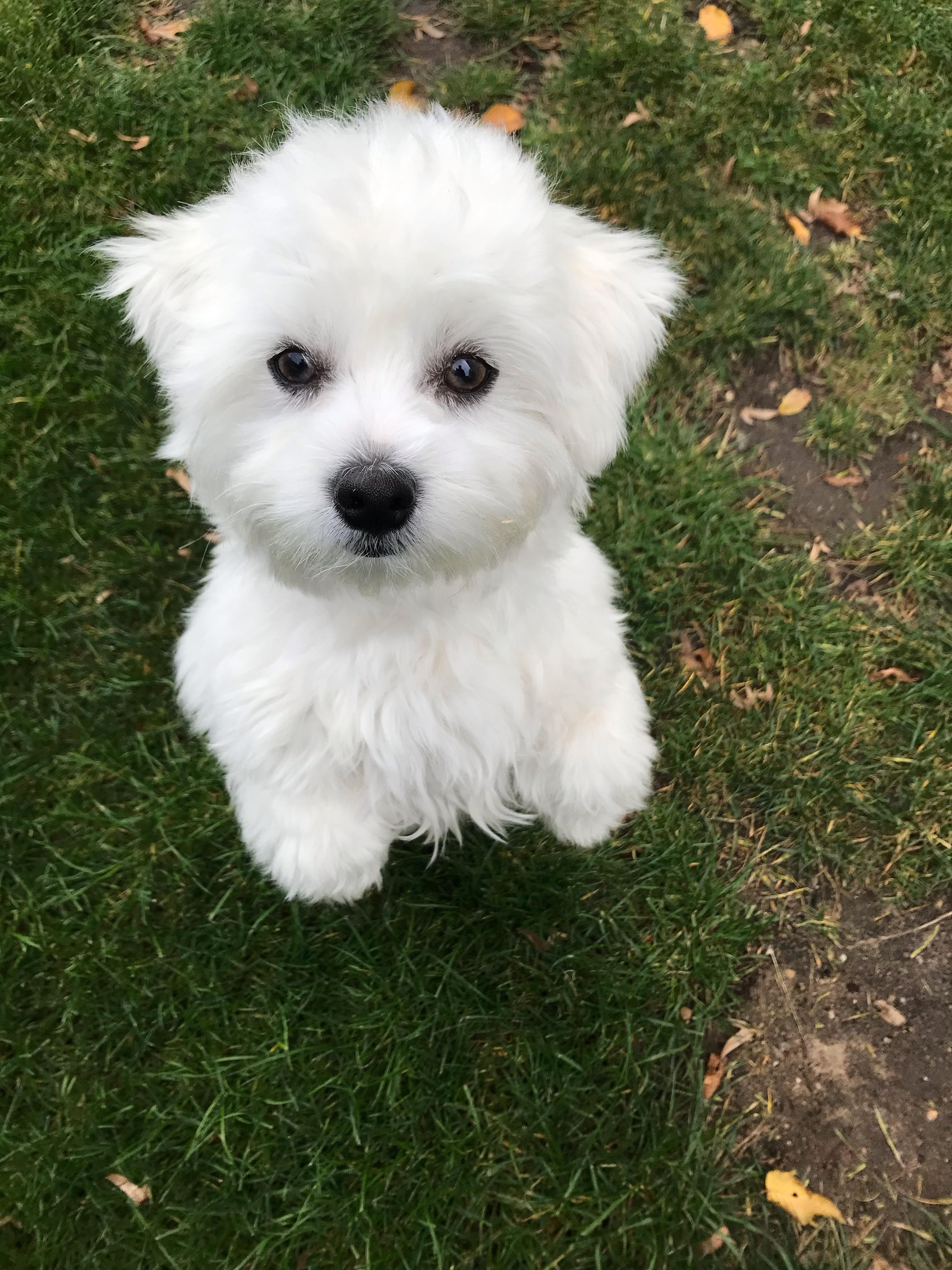 White fluff, sitting up to beg