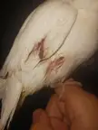 I can see my cockatield bare wing skin after a bad blood feather