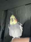 Front flash was on my accident. Mango did not approve.