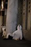 Cat looks like they're drunk