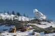 Snowy owl