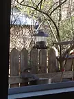 Squirrel grabbing a drink. They love the water station in the "tree"