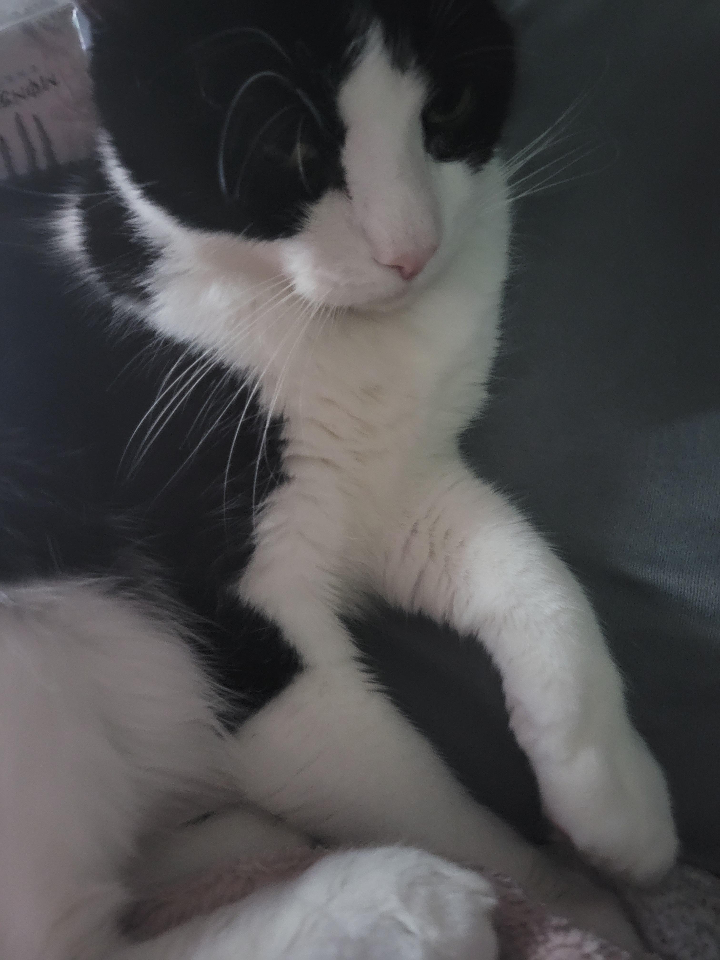 Mr. Wiggles, a cute black and white tuxedo cat, posing in various indoor settings including a plastic bin.