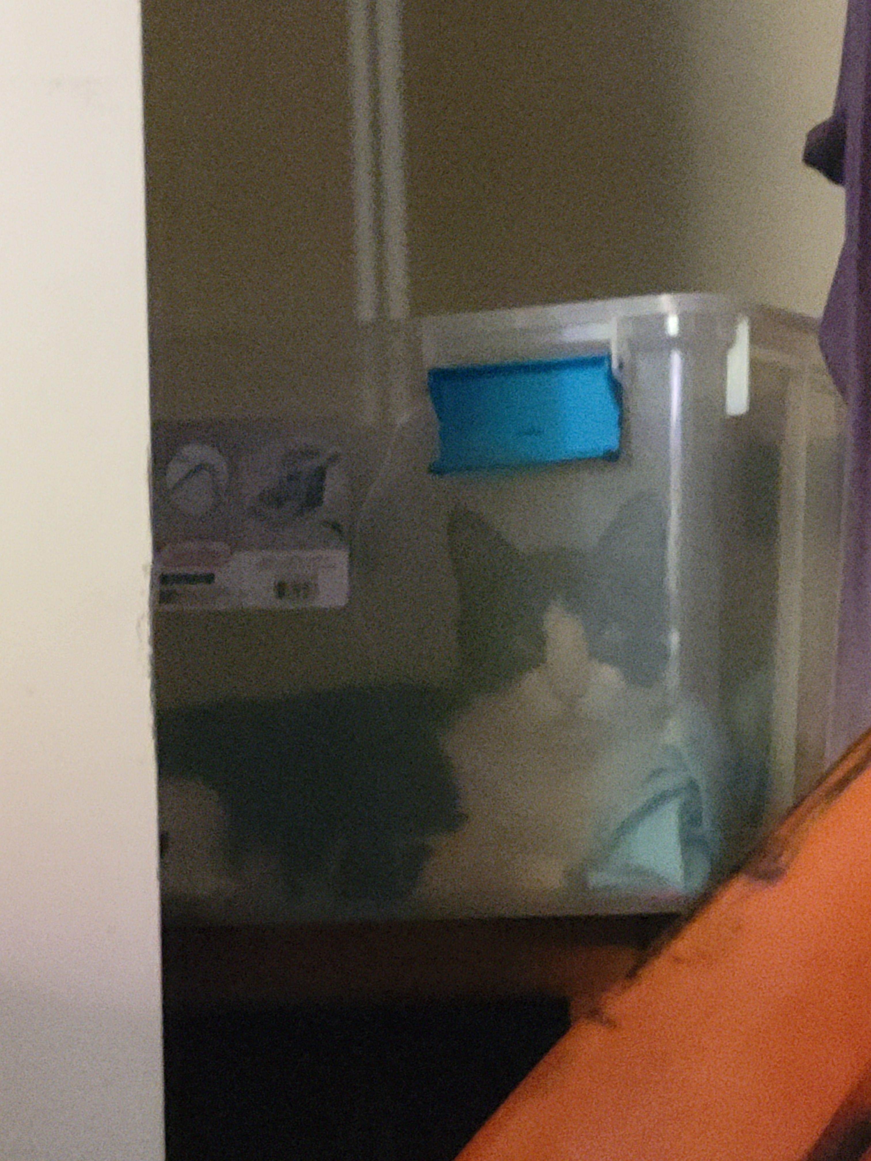 Mr. Wiggles, a cute black and white tuxedo cat, posing in various indoor settings including a plastic bin.