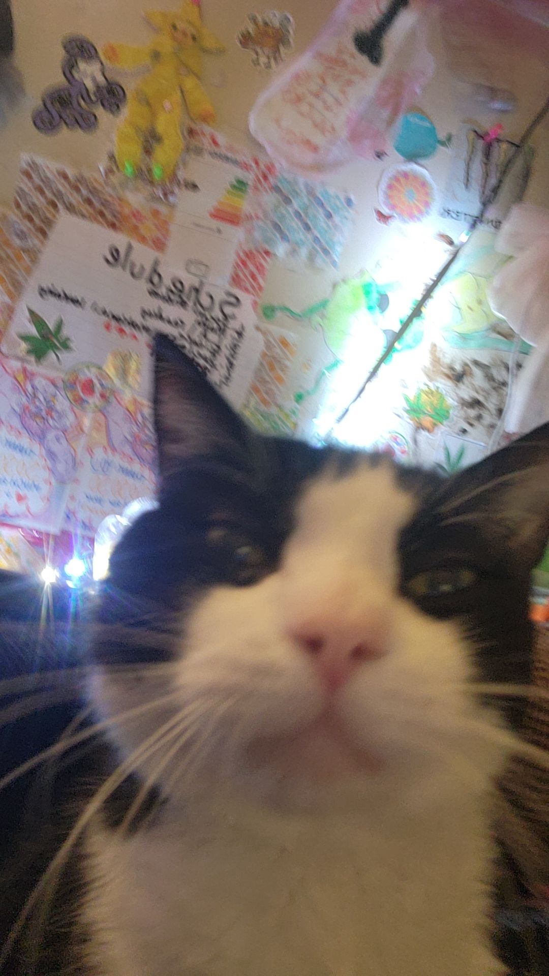 This is my boy Mr. Wiggles!