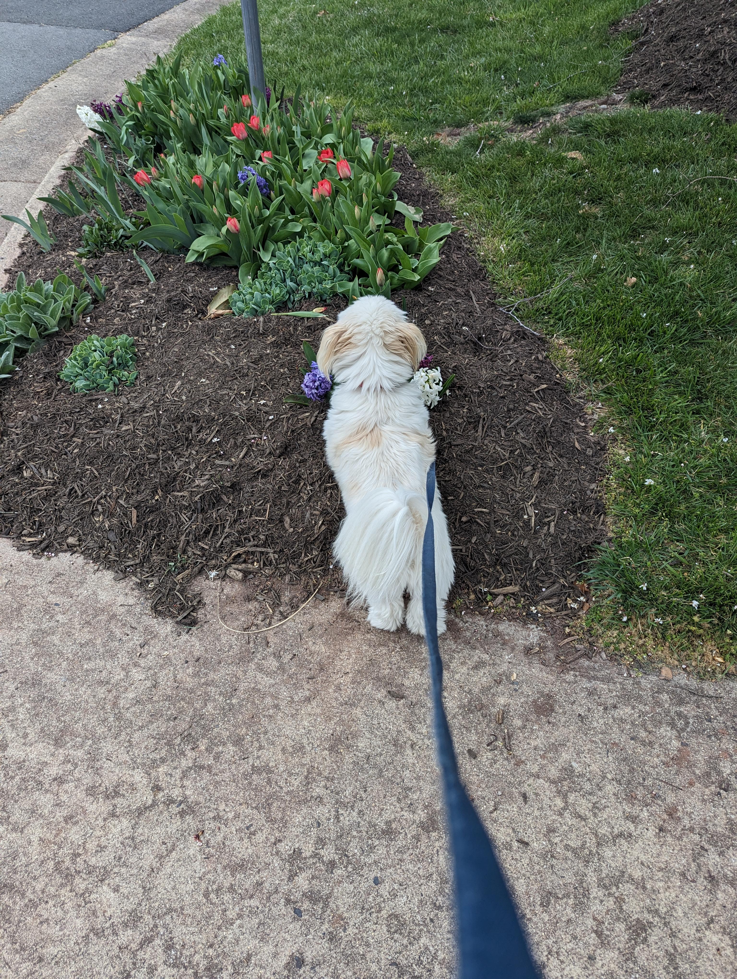 Tippy tapping through the tulips 🌷