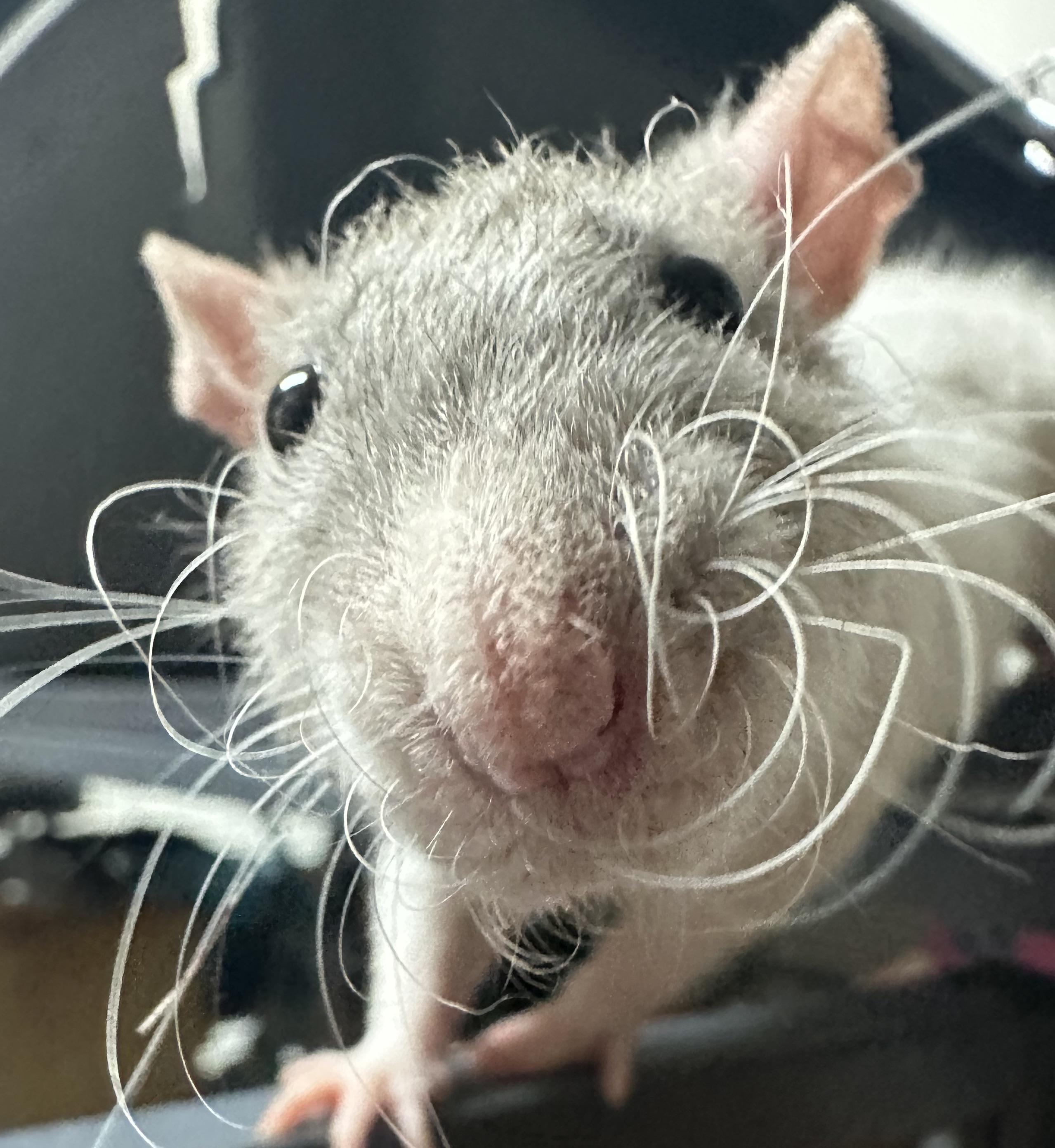 “Guess what day it is”