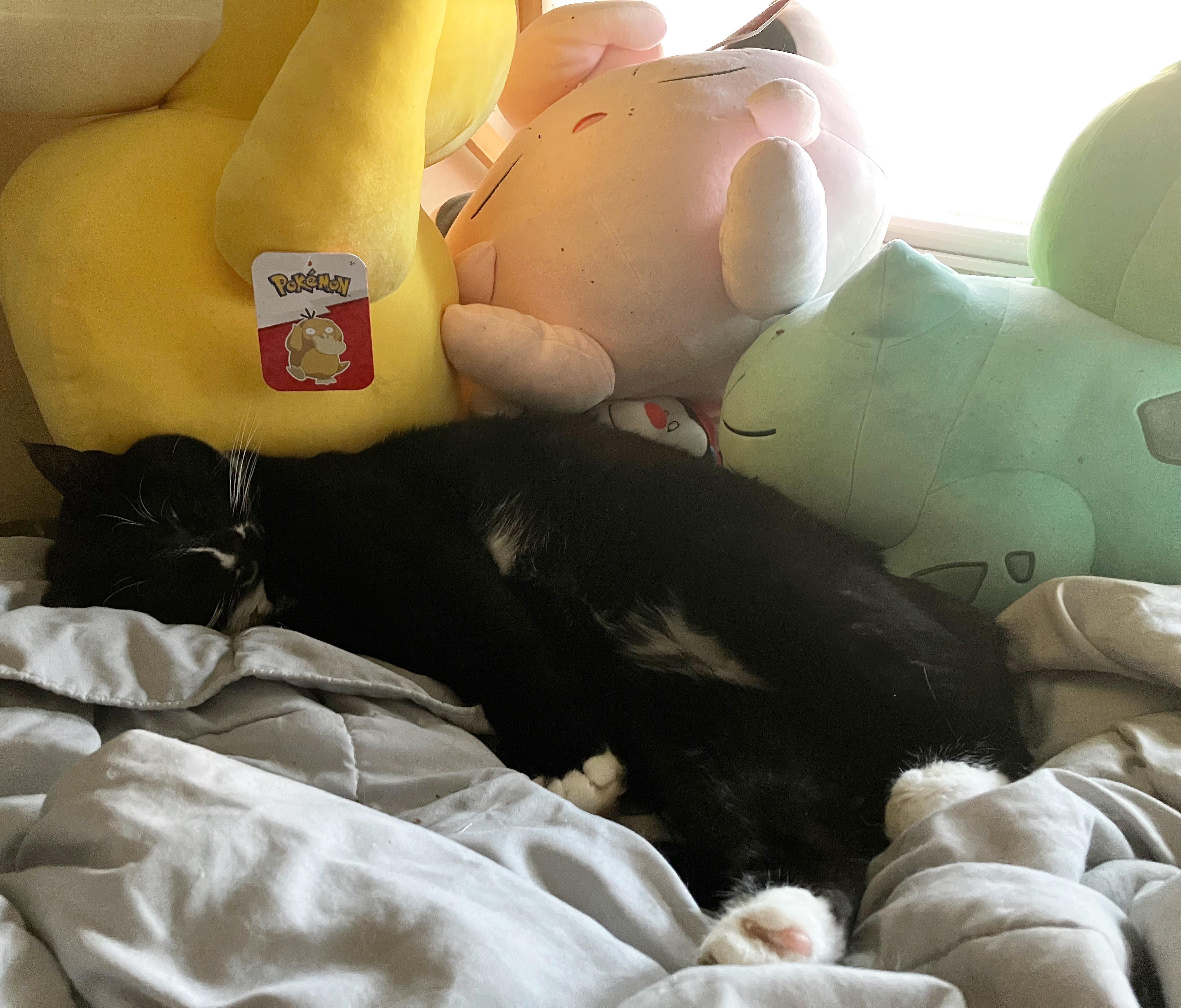 Parker, a tuxedo cat, posing with Pokémon plush toys