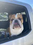 Finn and his tongue out. 