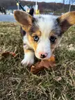 Finn likes leaves.