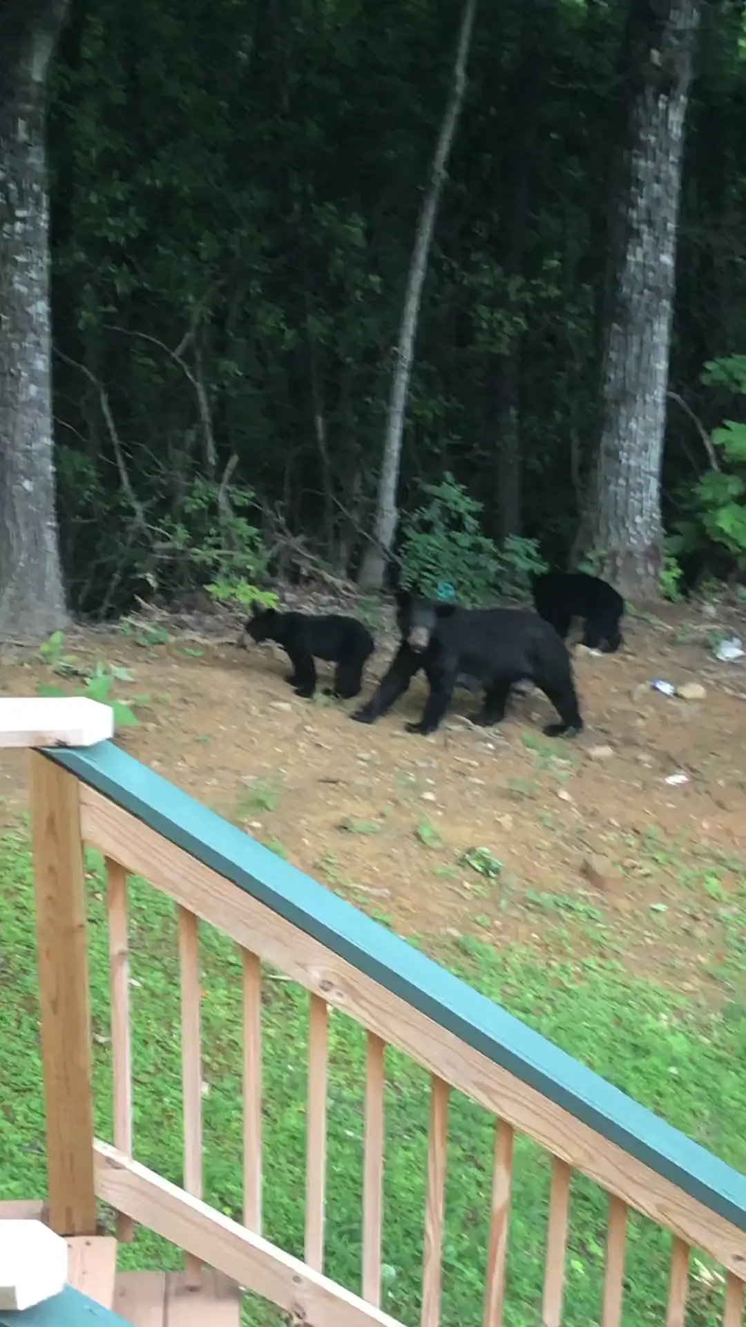 First bear sighting/encounter!