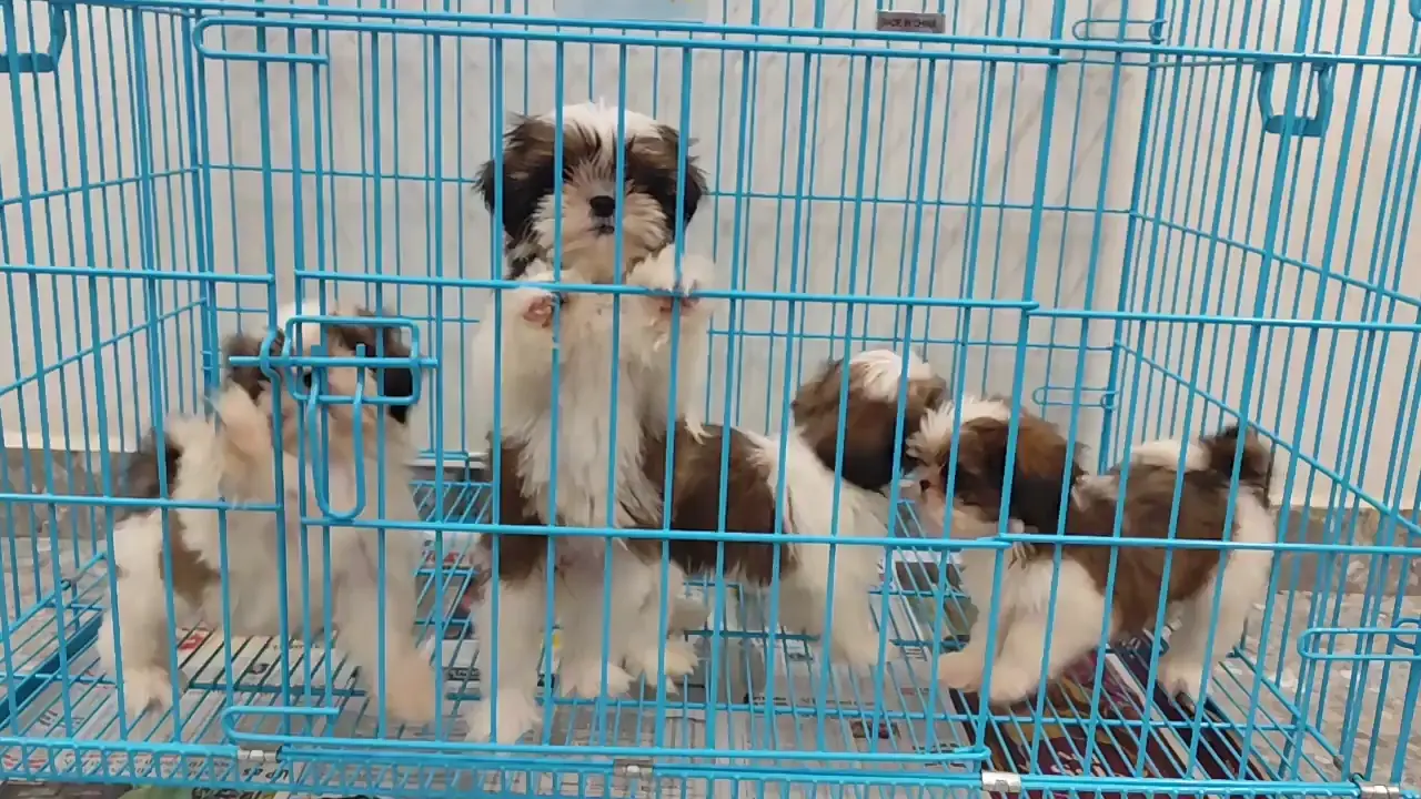 First time Dog adopters and want to adopt a Shih Tzu puppy. What are the things that we need to be aware of.