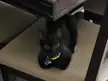 First time I see him loaf