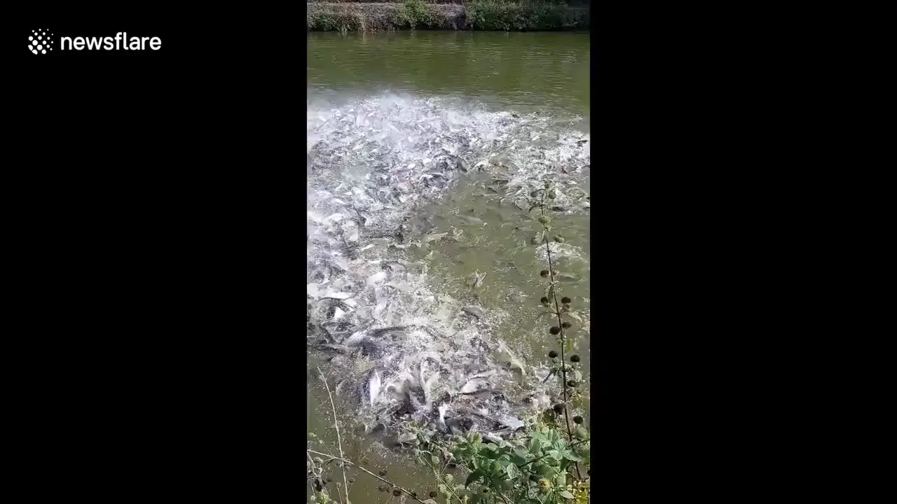 Fish eager to be fed