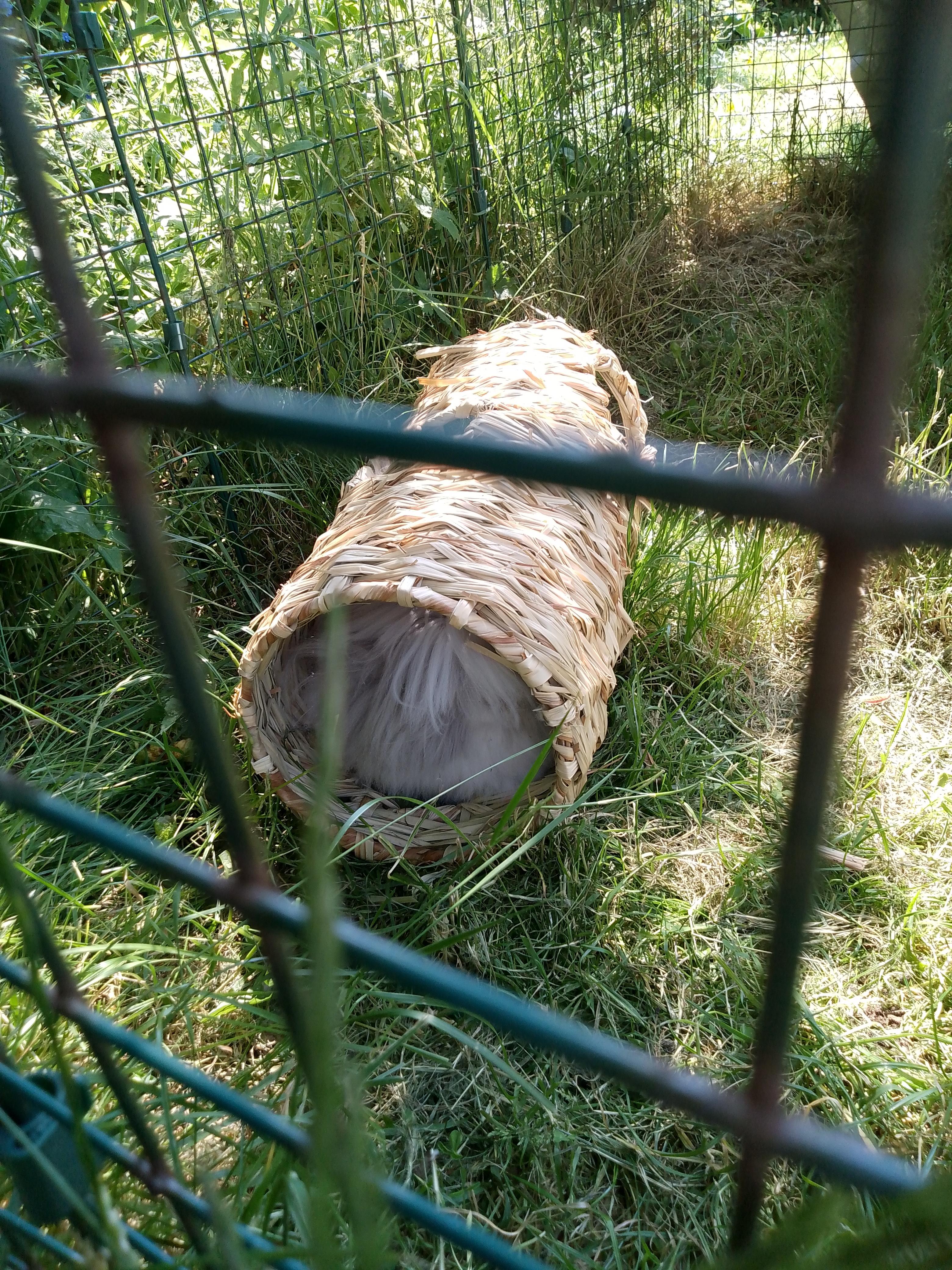 Teddy Dwerg fluffy rabbit in a hideout, a woven tunnel, and near a strawberry plant