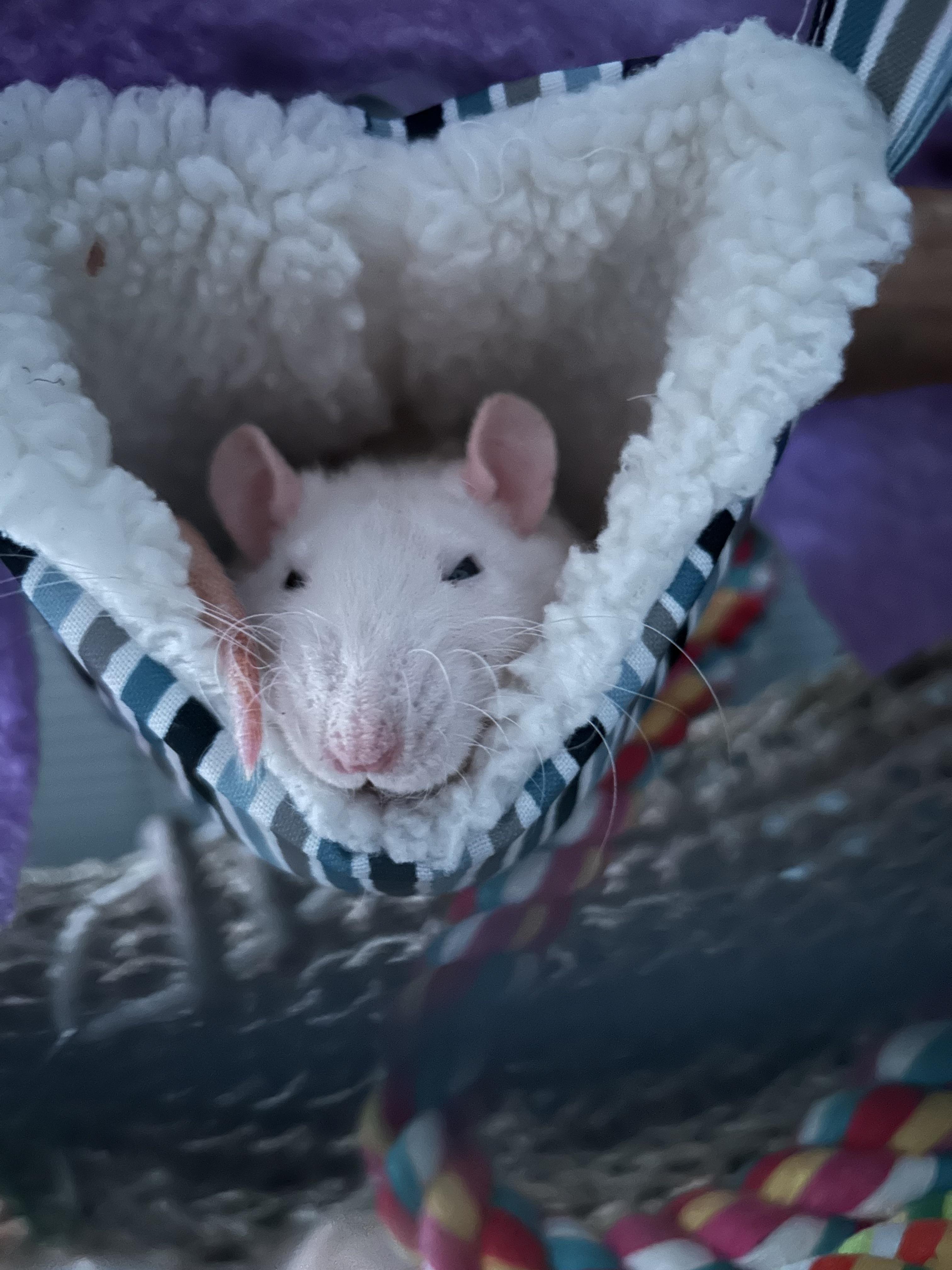 Discover more like RATS: I love my babies so much and it breaks my ...