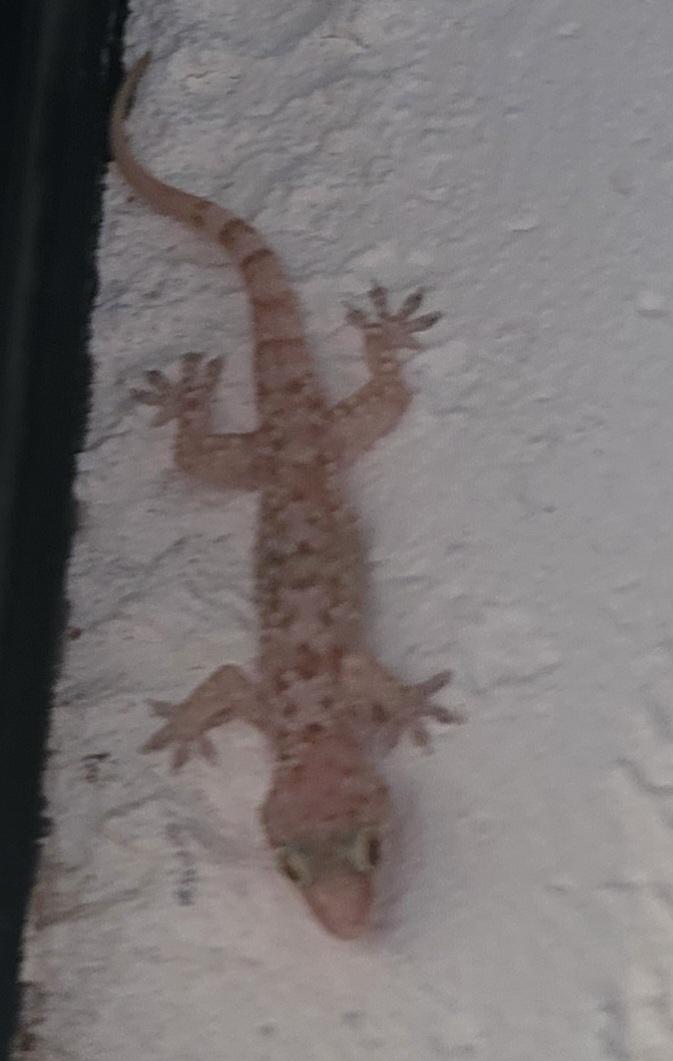Florida House Gecko