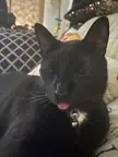 Focus Blep