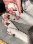 forbidden beans of the forest