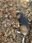 Fossey is helping with the leaves