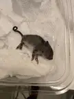 Found a lil fella
