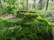 Found a tree stump with my two favorite mosses on