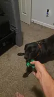 Found out my rescue hates fidget spinners.