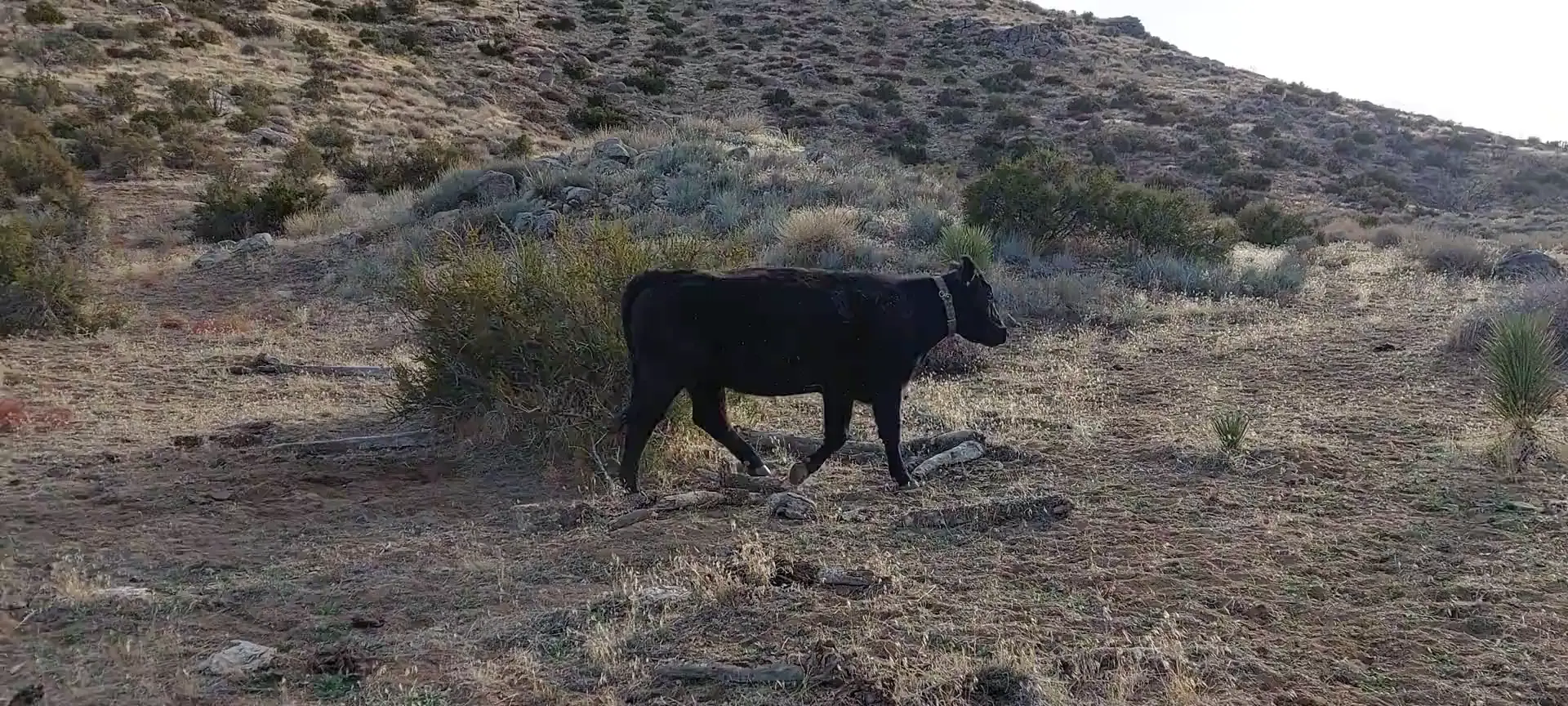 Found some cows roaming in the wild